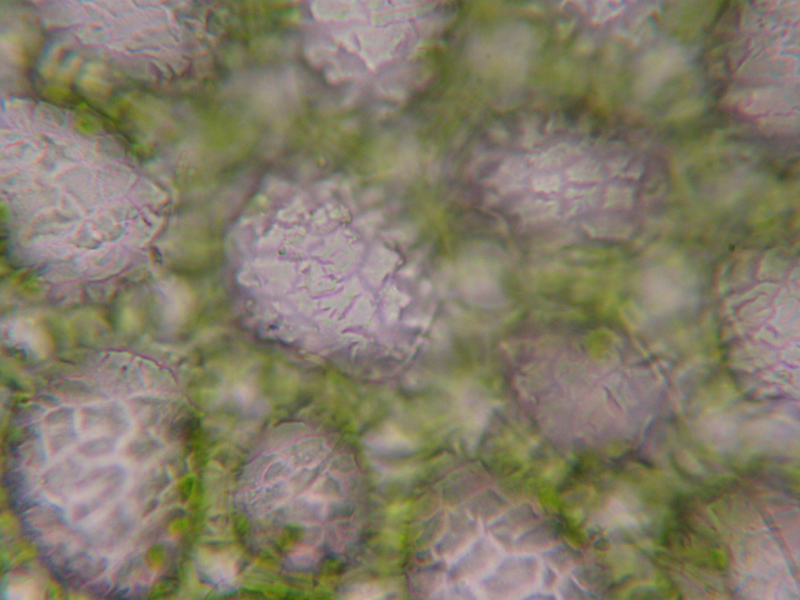 Mylia taylorii